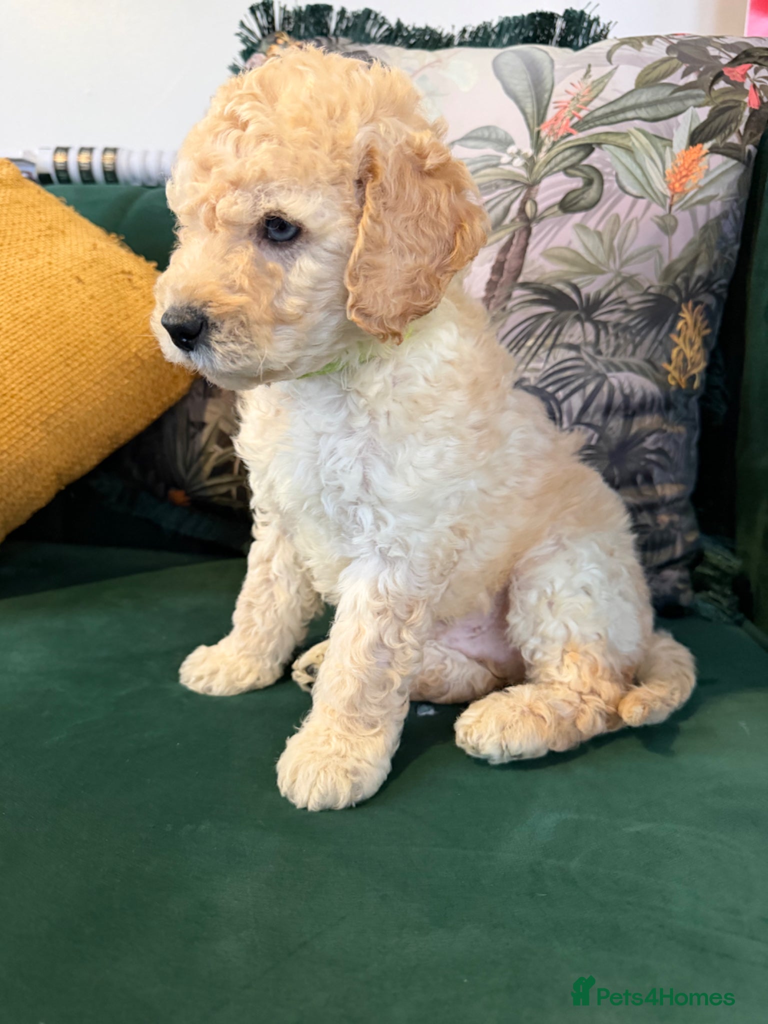 Cockapoo dogs Vaccinated Apricot Male Cockapoo puppy  - Advert 9