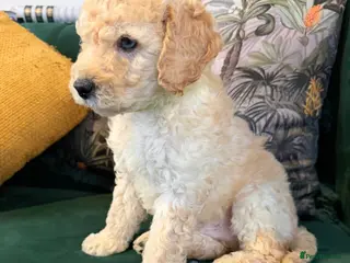 Cockapoo dogs Vaccinated Apricot Male Cockapoo puppy - Advert 9