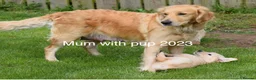 Golden Retriever dogs for sale: Beautiful golden retriever pups - Advert 5