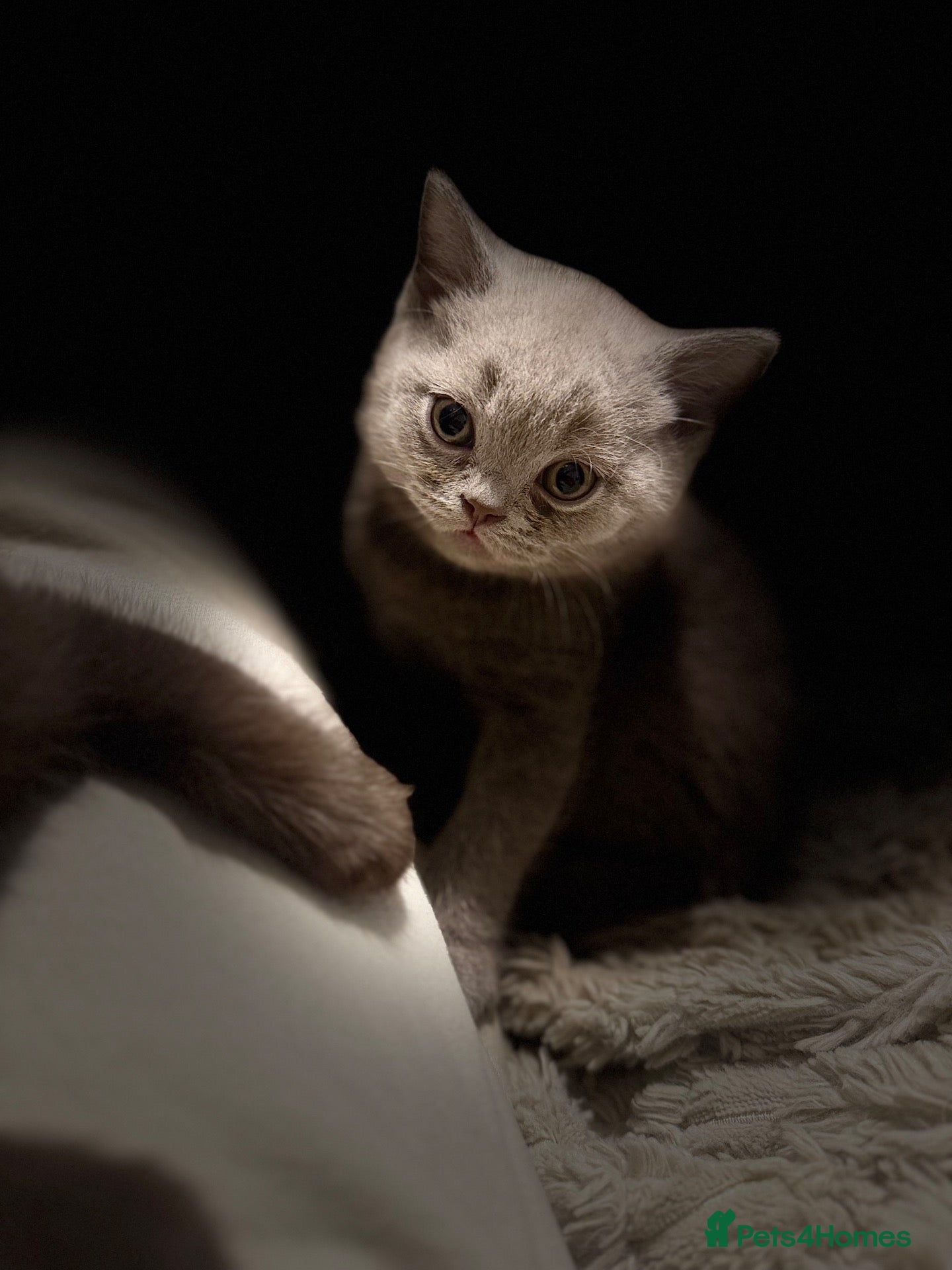 British Shorthair cats Supreme Champion Line British Shorthair Kittens - Advert 2