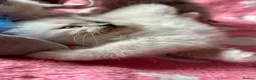 Ragdoll cats for sale: Adorable Ragdolls Babies 🌸🌸🌸 - Advert 12