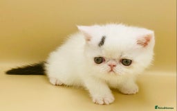 Exotic cats for sale: 🏆PREMIUM QUALITY KITTENS🏆 - Image 7