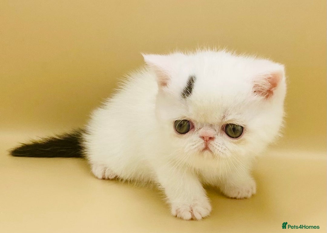 Exotic cats for sale: 🏆PREMIUM QUALITY KITTENS🏆 - Image 7