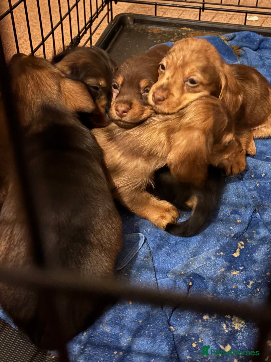 Mixed Breed dogs for sale: Beautiful Dorkie pups - Advert 9