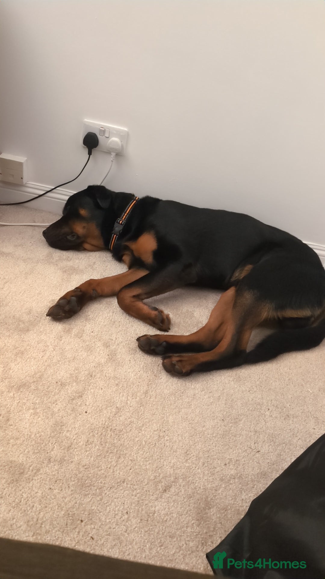 Rottweiler dogs for sale: Max 10 month old Rottweiler boy  - Advert 10