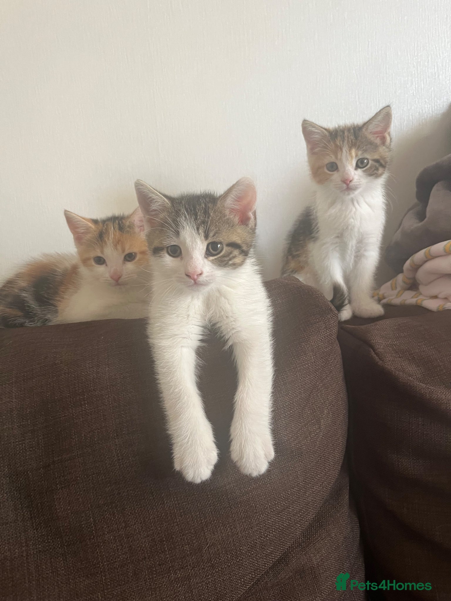 Mixed Breed cats Beautiful girl for sale  - Advert 1