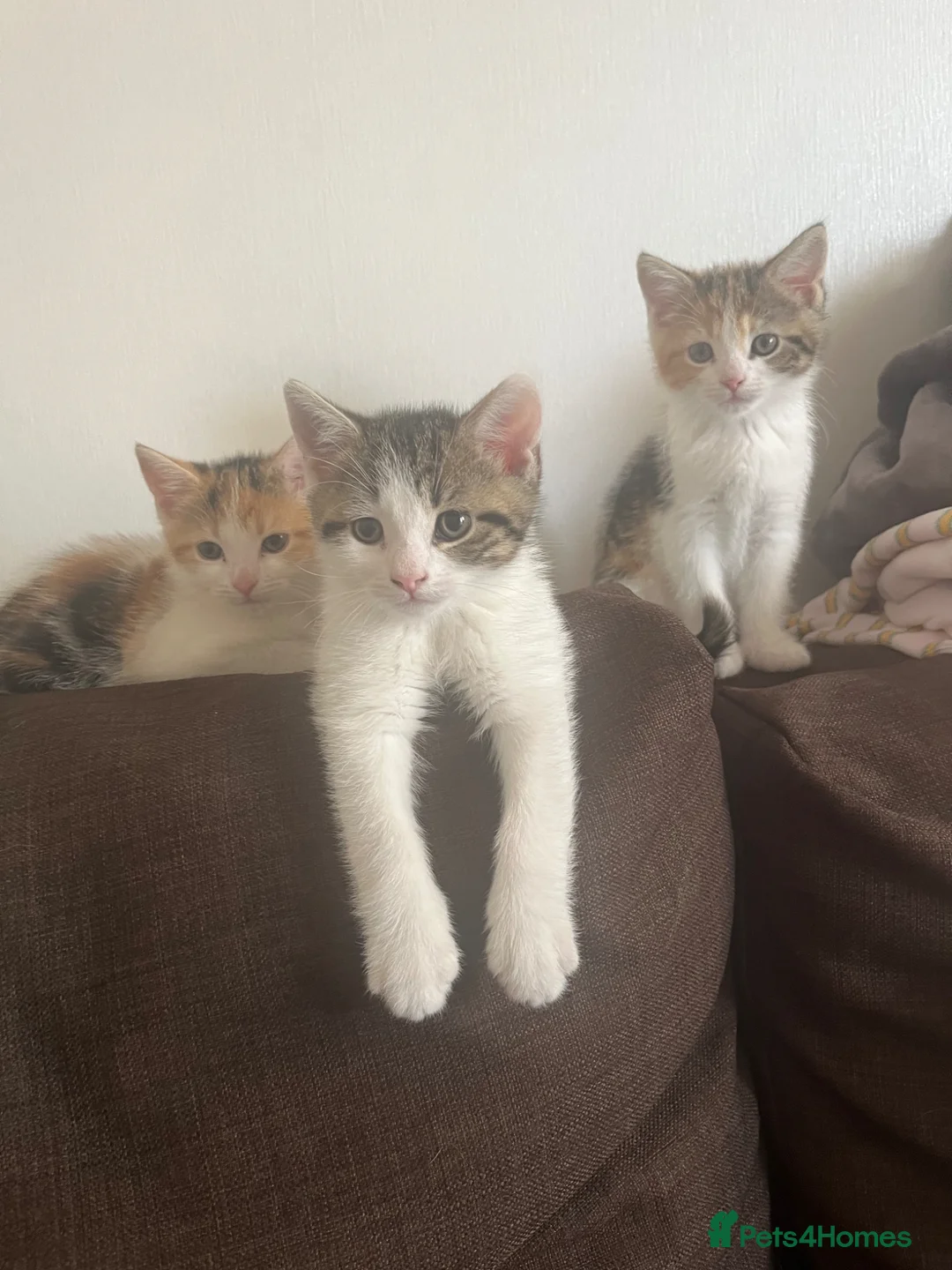 Mixed Breed cats for sale: Beautiful girl for sale  - Advert 1