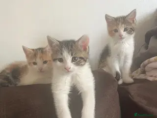 Mixed Breed cats Beautiful girl for sale - Advert 5