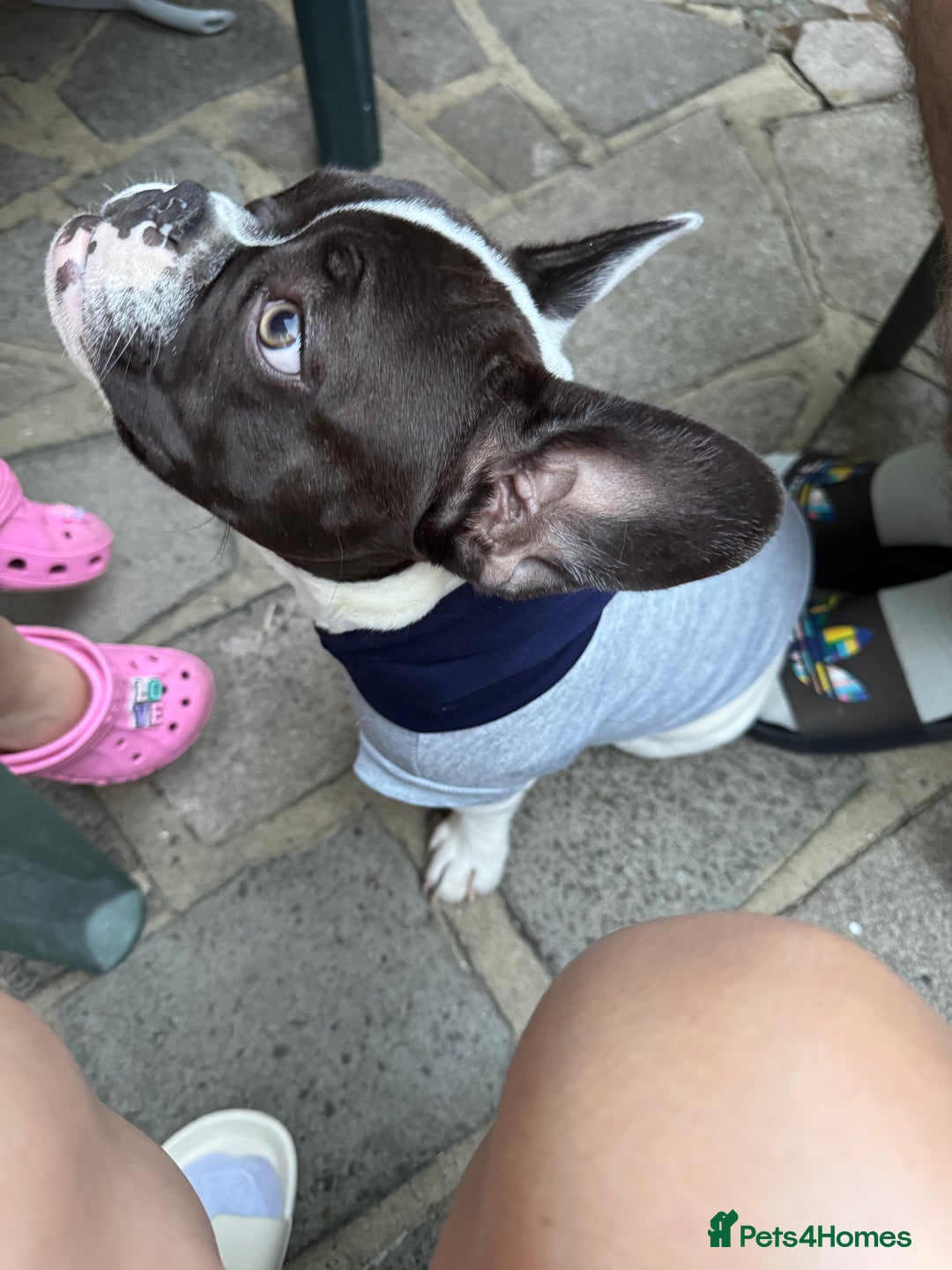 French Bulldog dogs for sale: Oreo French bulldog  - Image 4