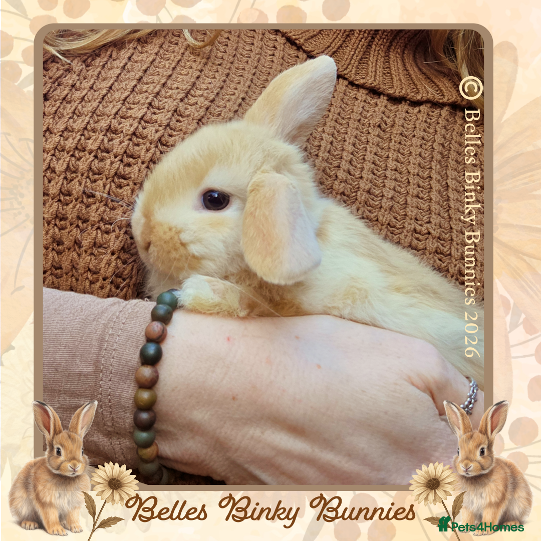 Mini Lop rabbits 🌷Pair of Baby Boy Mini Lops🌷 Ready 26th April 🌷 - Advert 2