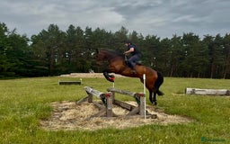 Irish Sports horses for sale: UNCOMPLICATED happy hacker / seasoned hunter  - Image 14