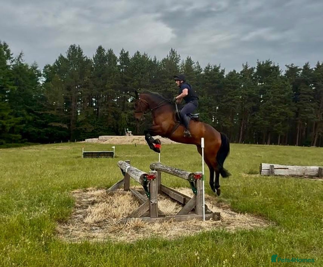 Irish Sports horses for sale: UNCOMPLICATED happy hacker / seasoned hunter  - Image 14