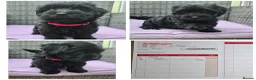 Havanese dogs for sale: 9 Purebred Havanese puppies,7 weeks look.new home - Advert 2
