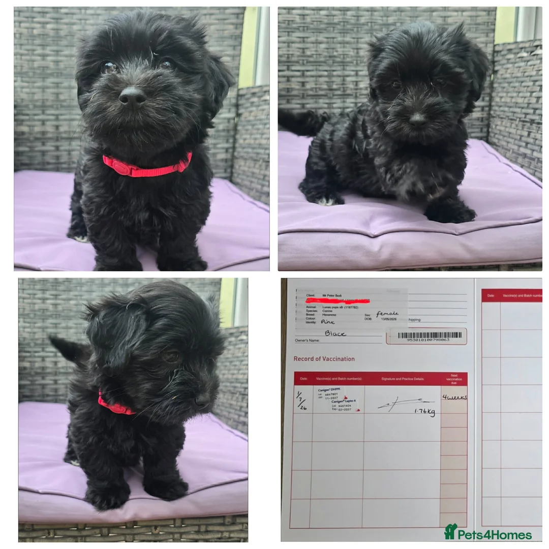 Havanese dogs for sale: 9 Purebred Havanese puppies,7 weeks look.new home - Advert 2