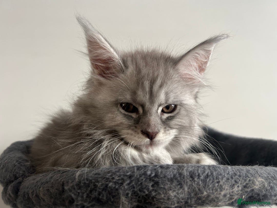 Maine Coon cats for sale: Pedigree Massive TICA Registered Maine Coon Large - Advert 4