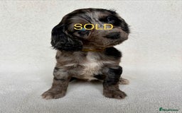 Cockapoo dogs for sale: Meet your new best friend!! - Image 8