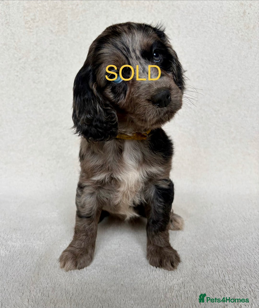 Cockapoo dogs for sale: Meet your new best friend!! - Image 8