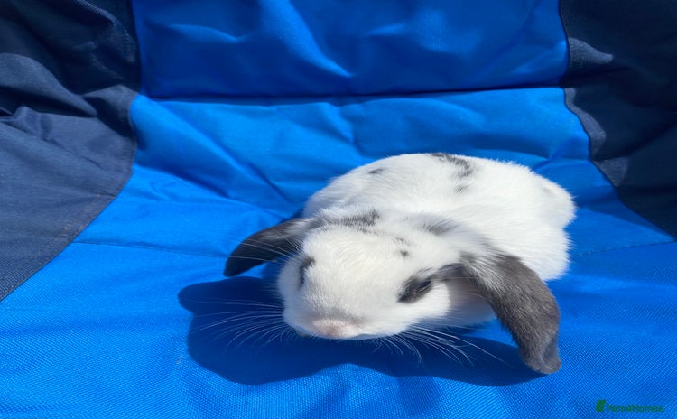 Mini Lop rabbits - Advert 5