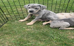 Cane Corso dogs for sale: Cane corso pups  - Image 5