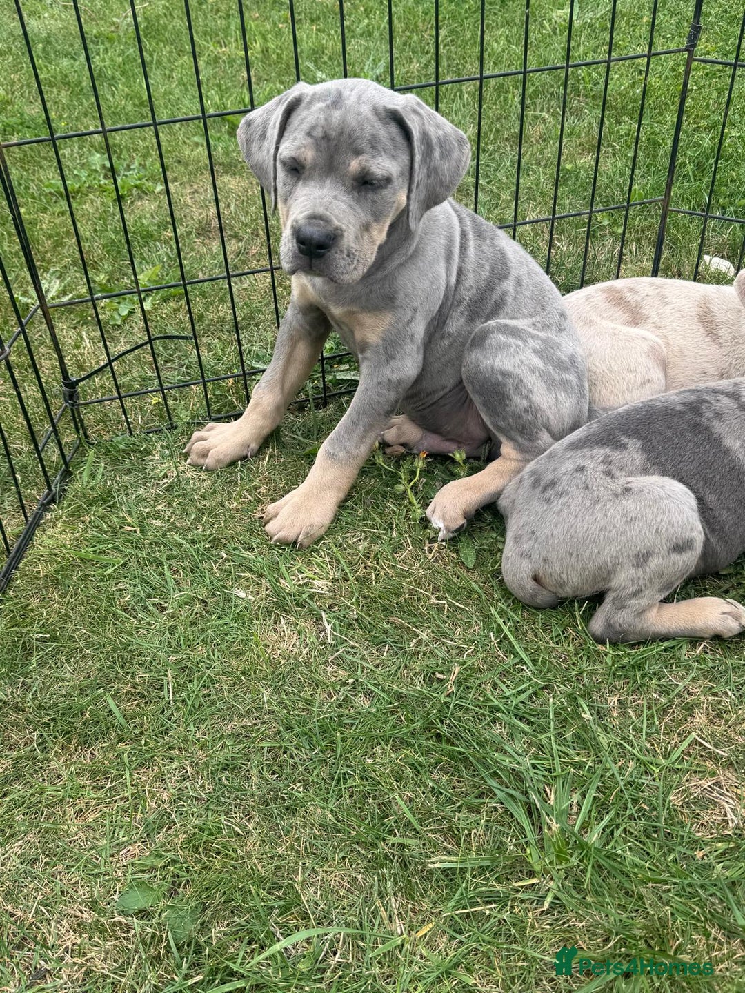 Cane Corso dogs for sale: Cane corso pups  - Image 5