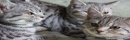 British Shorthair cats for sale: GCCF REGISTERED CHAMPION LINES SILVER SPOTTED BSH - Advert 28