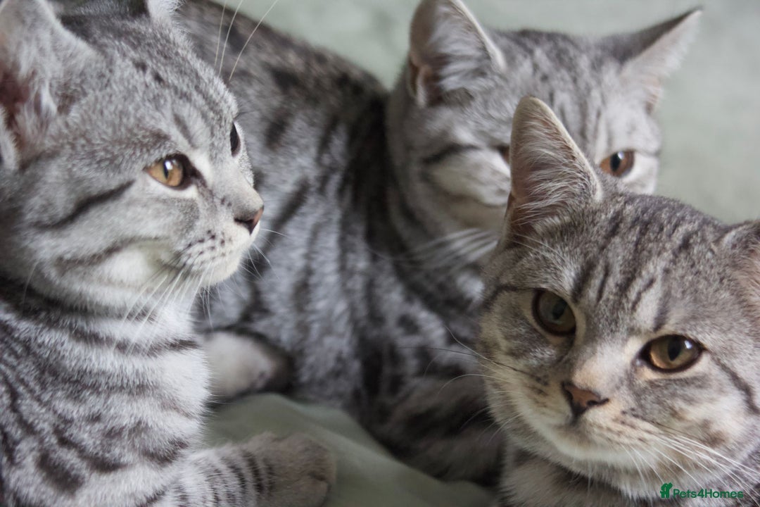 British Shorthair cats for sale: GCCF REGISTERED CHAMPION LINES SILVER SPOTTED BSH - Image 28