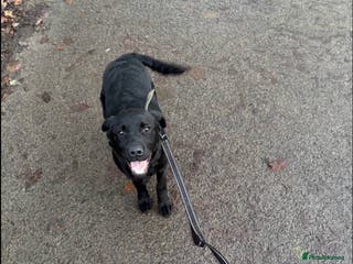 Labrador Retriever dogs EXCEPTIONAL CHARISMATIC YOUNG SUPERSTAR PUP - Advert 1