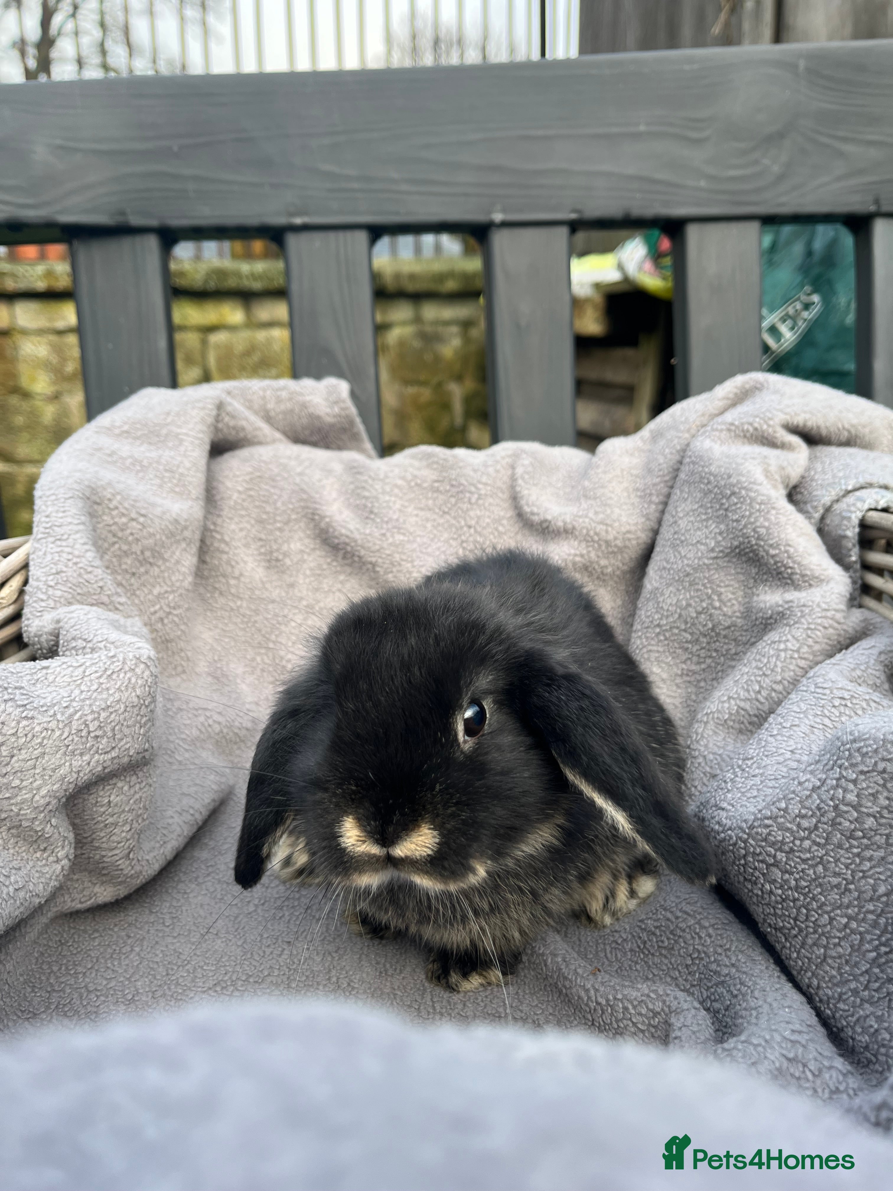 Mini Lop rabbits  Beautiful mini lops - Advert 13