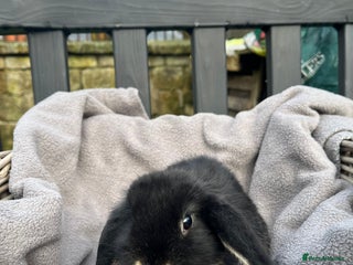 Mini Lop rabbits Beautiful mini lops - Advert 1