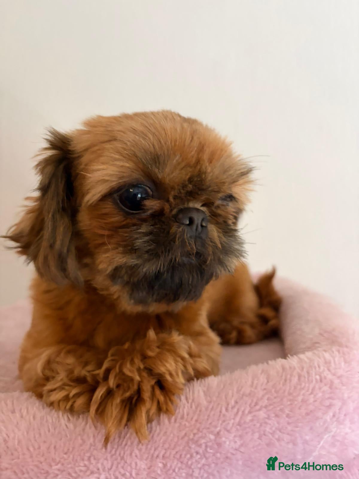 Shih Tzu dogs Shih tzu  - Advert 1