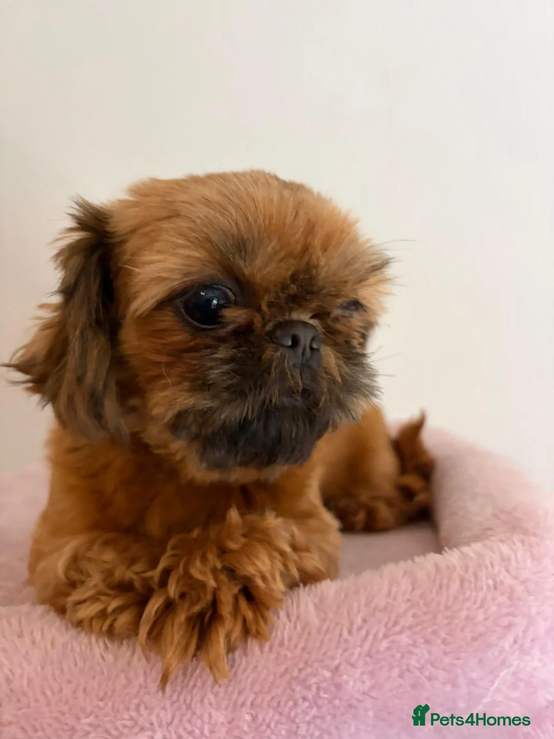 Shih Tzu dogs for sale: Shih tzu  in Birmingham - Advert 1