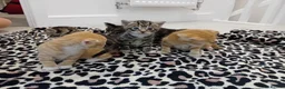 Bengal cats for sale: Bengal Kittens - Advert 10