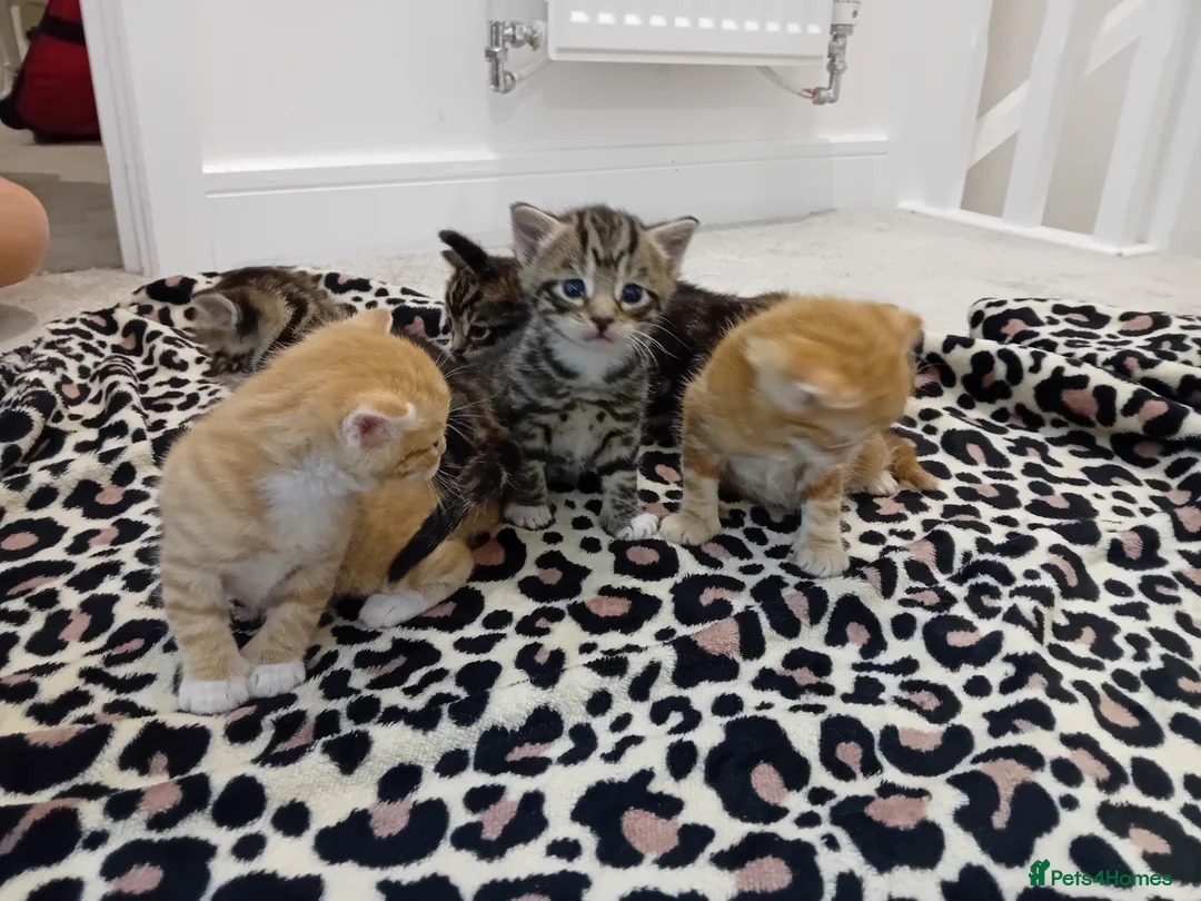Bengal cats for sale: Bengal Kittens - Advert 10