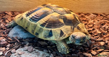 Hermann Tortoise reptiles - Advert 5