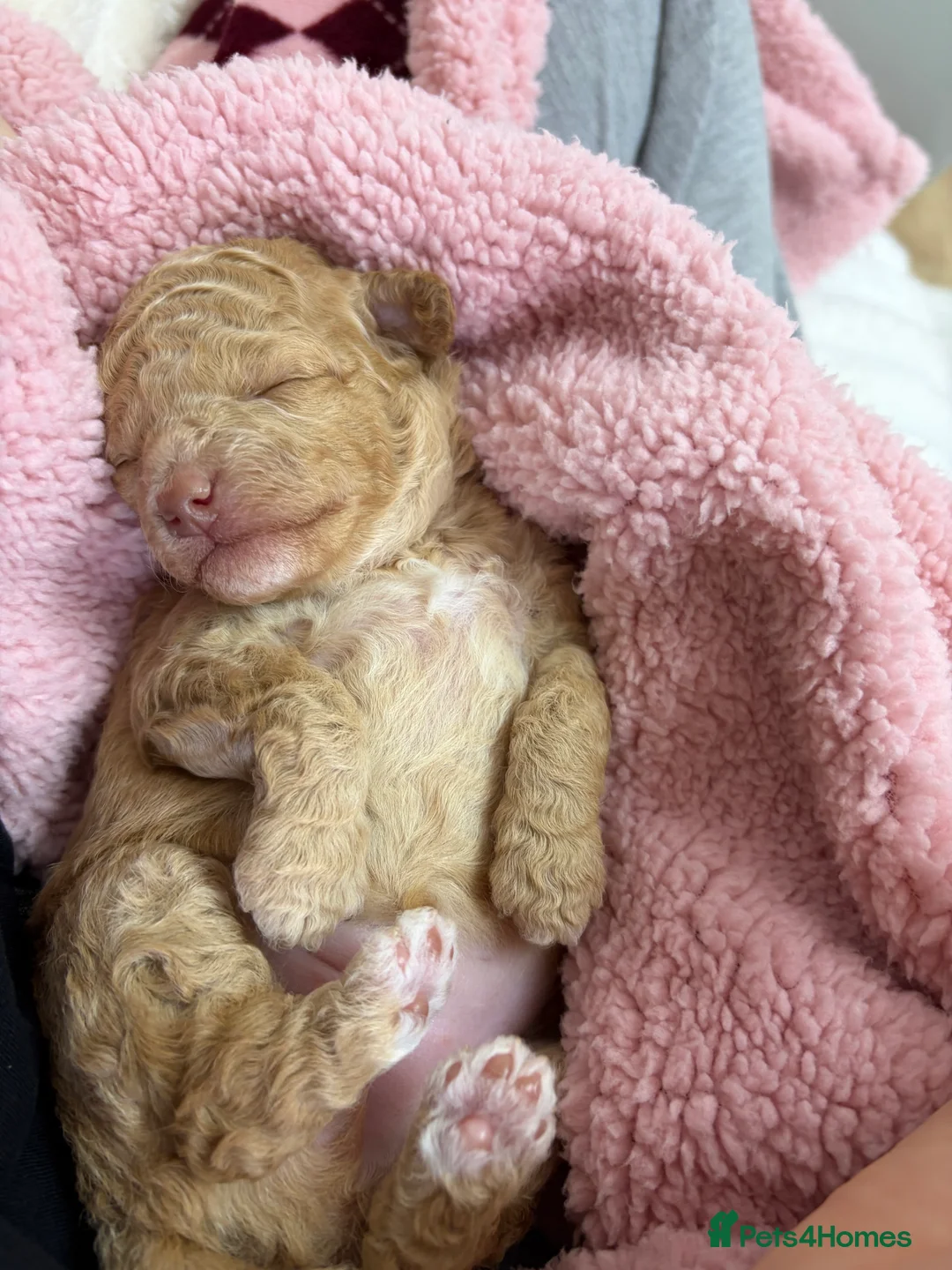 Toy Poodle dogs for sale: Chocolate toy poodles  - Advert 2