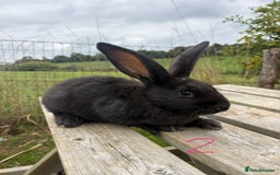 Continental Giant rabbits for sale: Pure breed very large Giant continental rabbits  - Image 6