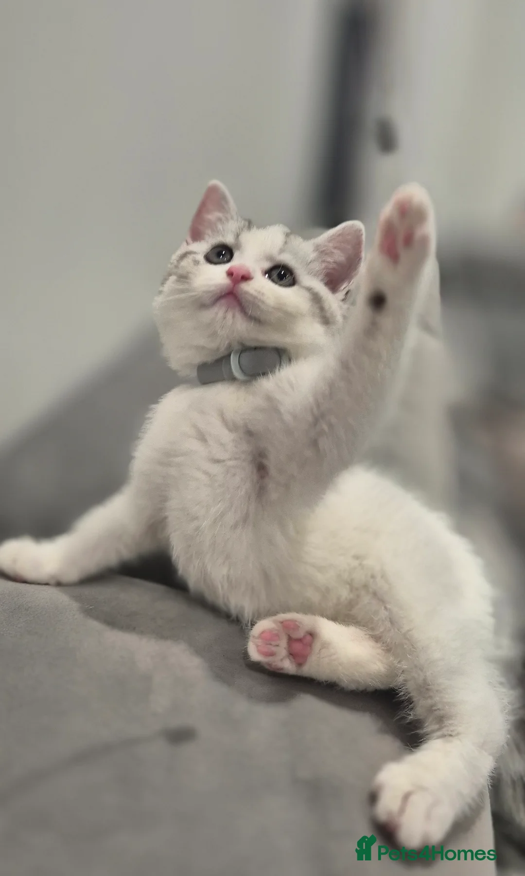 British Shorthair cats for sale: British short hair kitten. SIMBA - Advert 2
