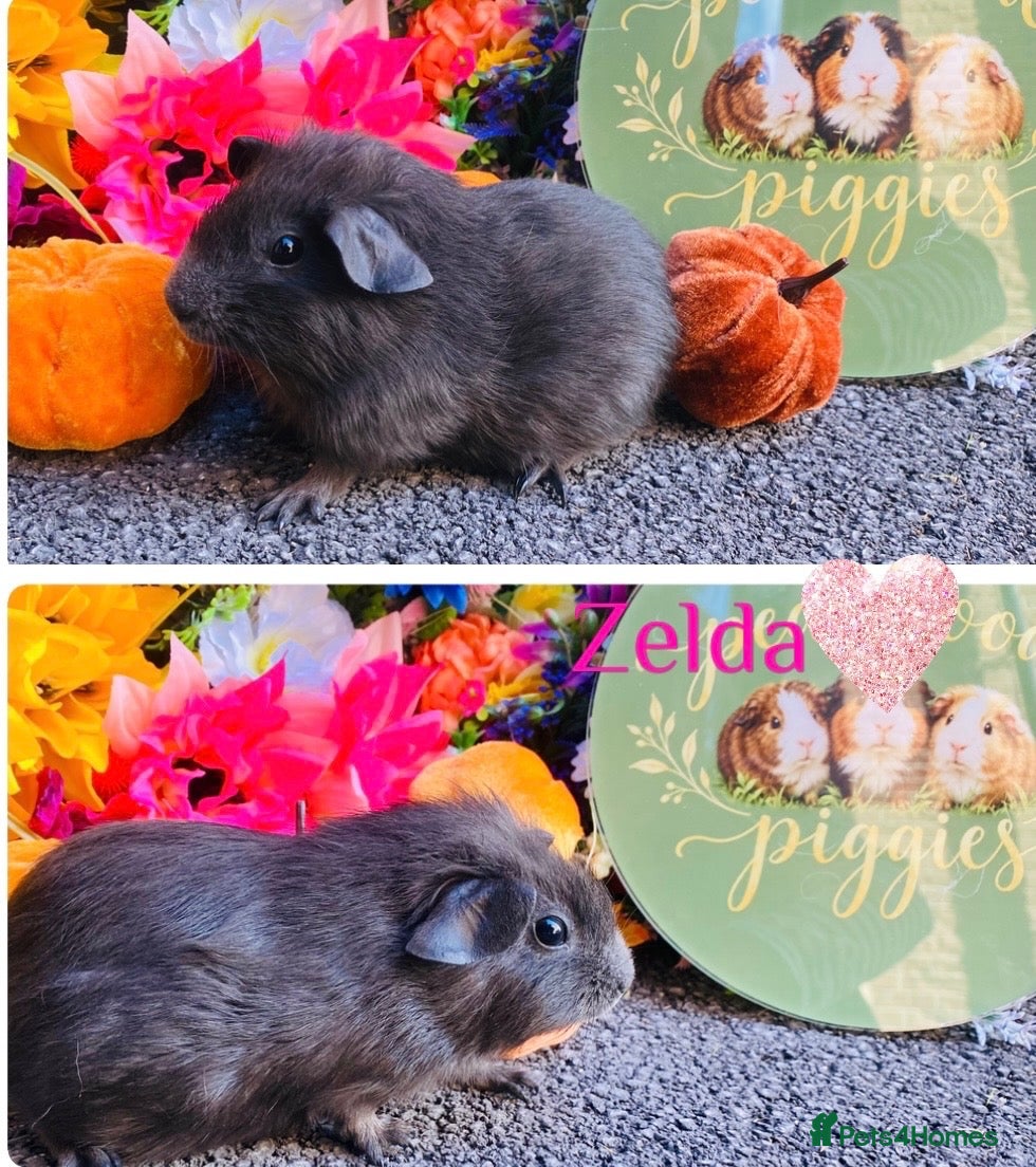 Guinea Pig rodents for sale: Pedigree Lunkarya/Blue/ Dalmation Guinea pigs  - Advert 2