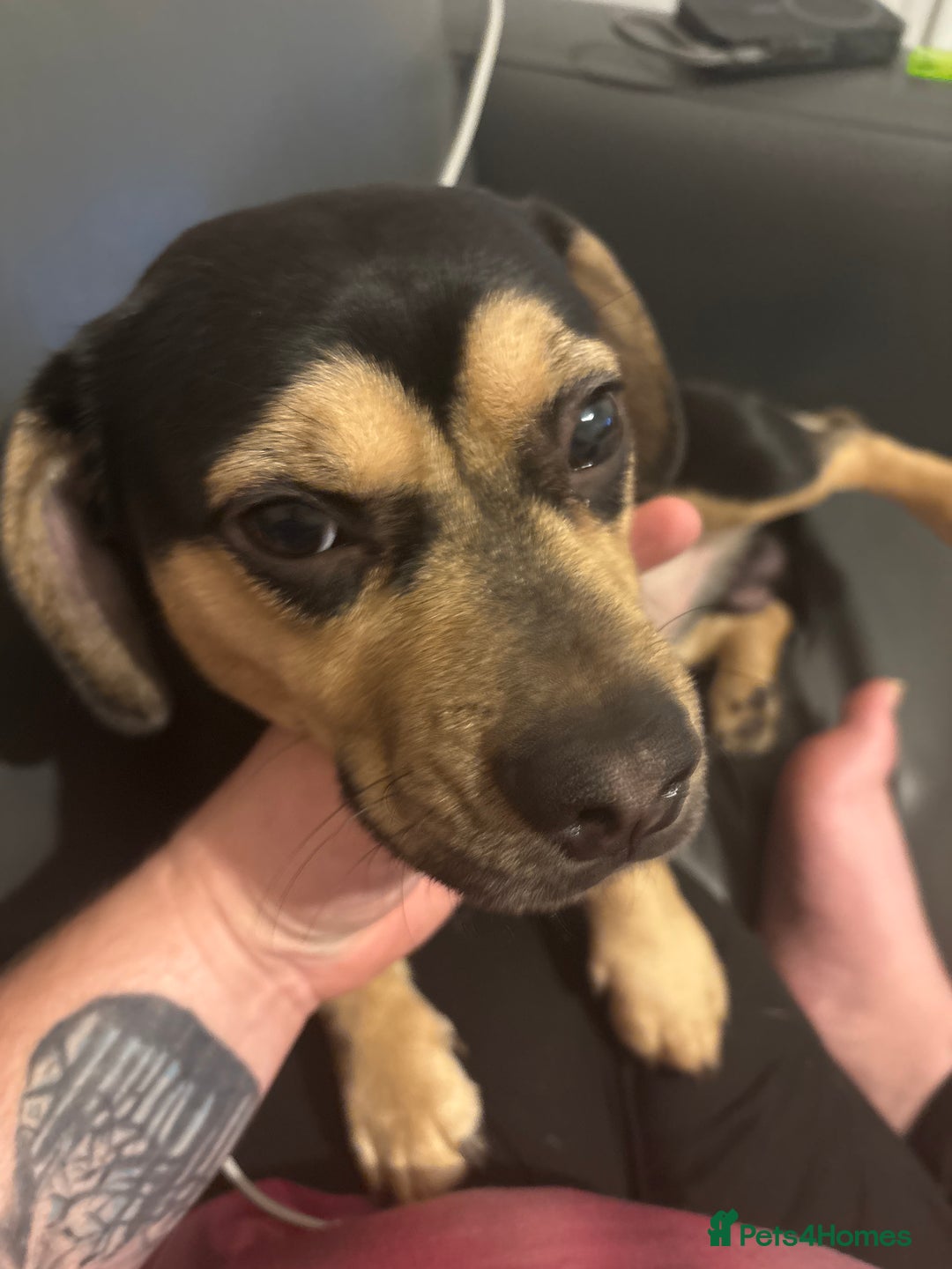 Mixed Breed dogs for sale: Small mixed breed boy - Advert 3