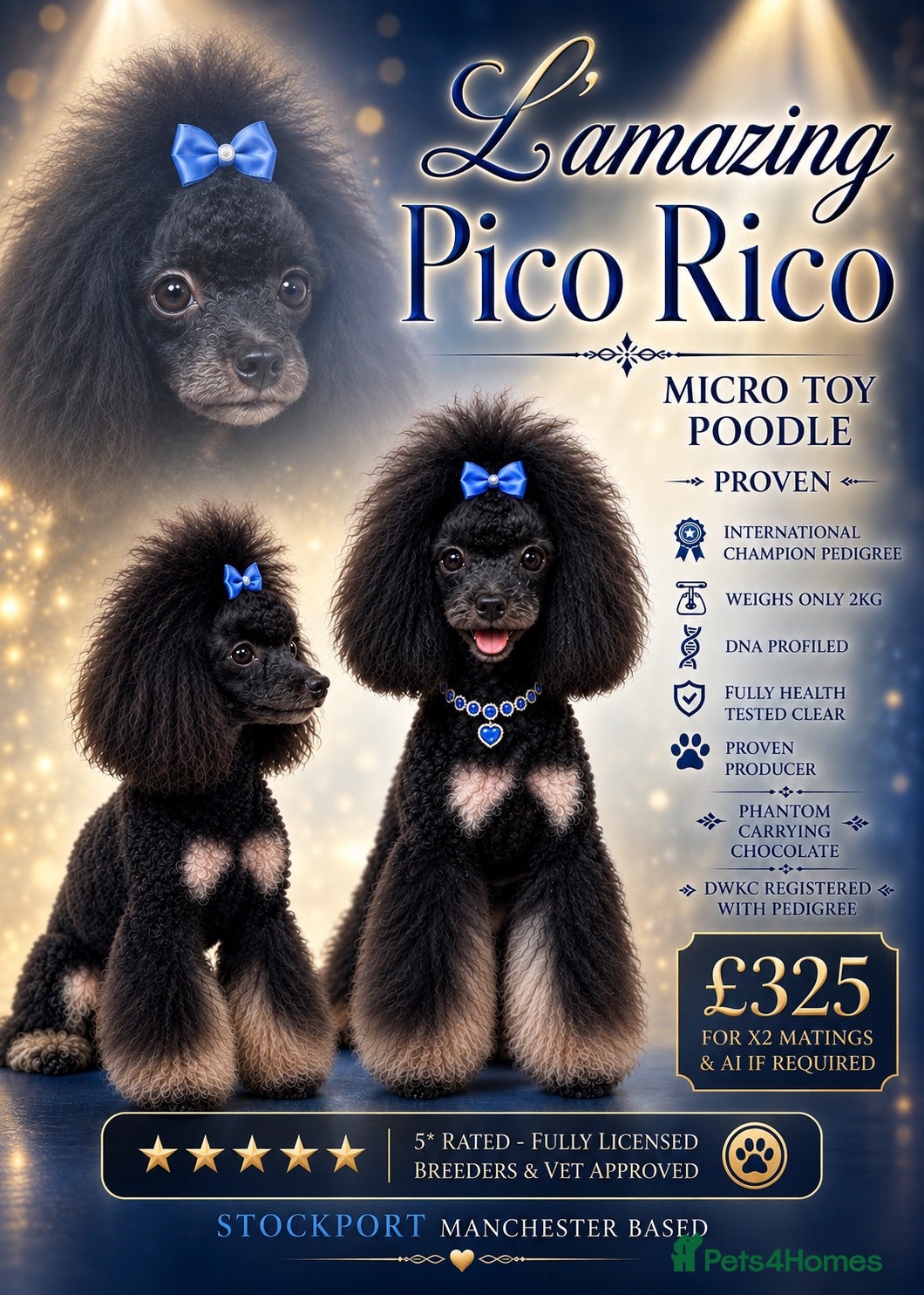 Toy Poodle dogs Phantom carrying chocolate tiny toy poodle stud  - Advert 1