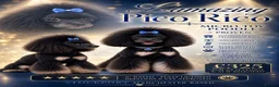 Toy Poodle dogs for stud: Phantom carrying chocolate tiny toy poodle stud  - Advert 1