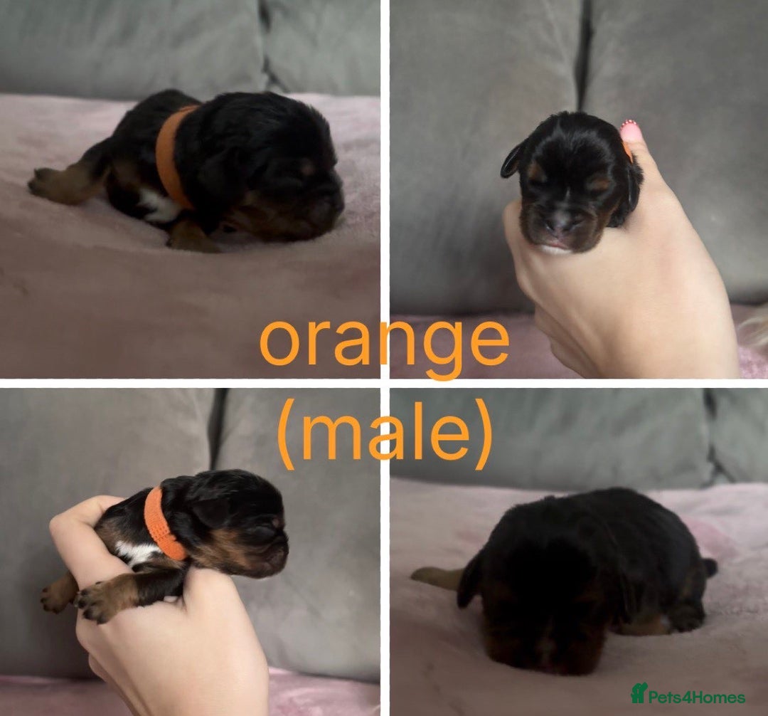 Cavalier King Charles Spaniel dogs for sale: Beautiful litter of KC reg King Charles spaniels - Advert 8