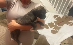 Boxer dogs for sale: Reduced Ready Now Kc Boxer Puppies - Image 27