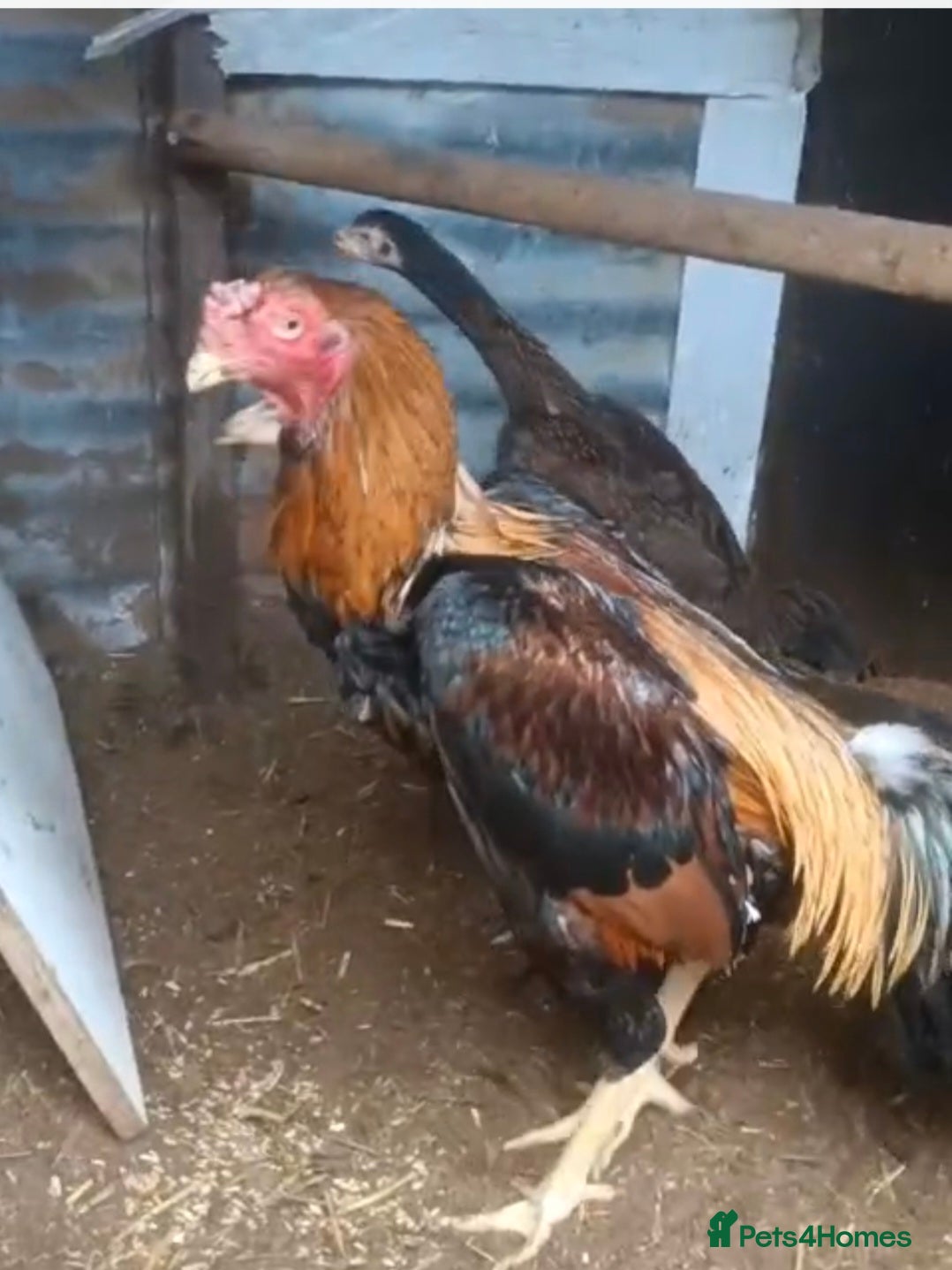 Chickens poultry Hint shamo cock.. - Advert 3