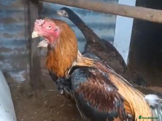 Chickens poultry Hint shamo cock.. - Advert 3