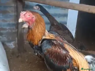 Chickens poultry Hint shamo cock.. - Advert 2