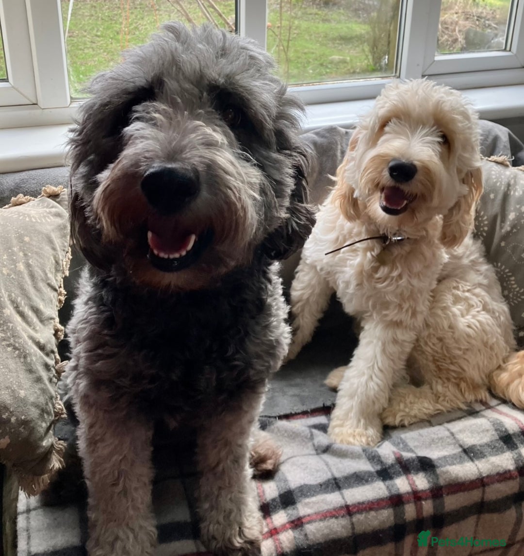 Australian Labradoodle dogs for sale: Australian labradoodles from Annetteslabradoodles  - Advert 5