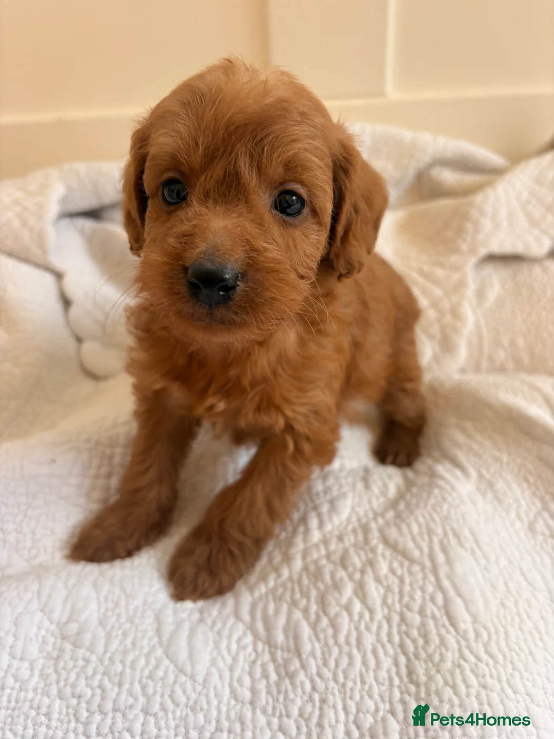 Labradoodle dogs for sale: LICENSED BREEDER QUALITY MINI LABRADOODLES - Advert 2