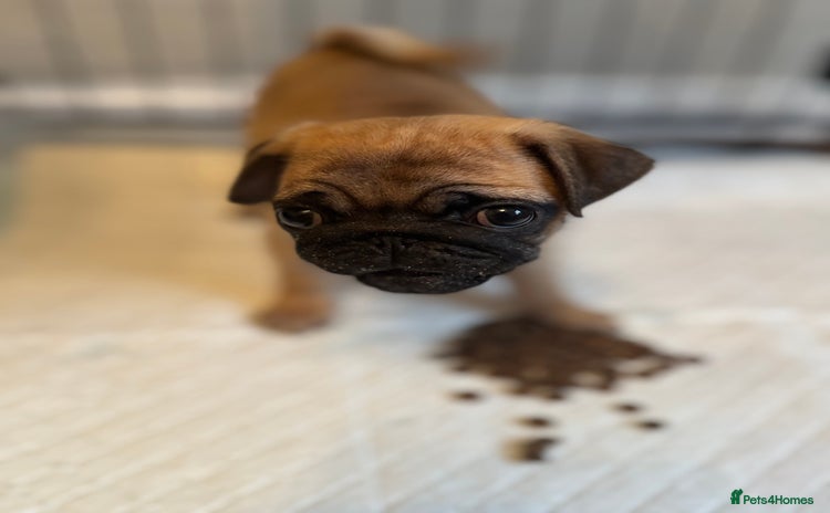 Pug dogs - Advert 1