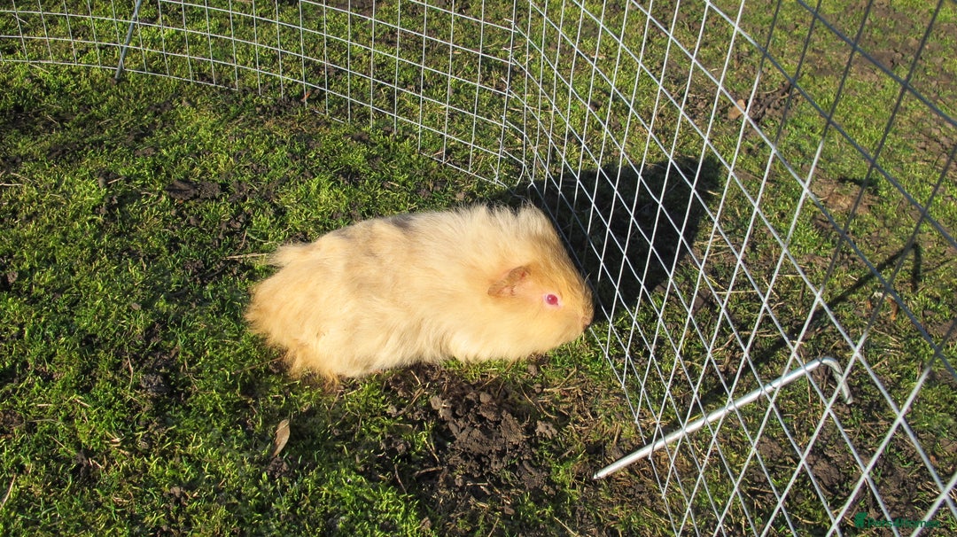 Guinea Pig rodents for sale: stunning male guinea pigs, several types & colours - Advert 10